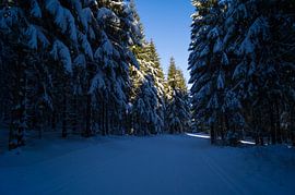 pine trees covered in snow by Andrea Ooms