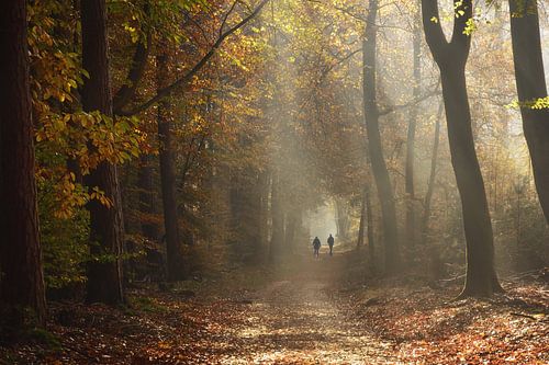 Herfstsfeer Speulderbos