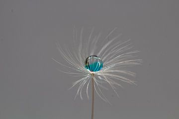 waterdruppel by Nokkie Muntajit