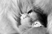 Baby monkey