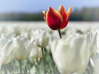 Starke Tulpe