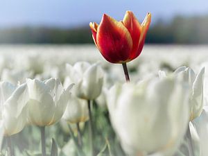Tulipe forte sur Ellen Nipshagen