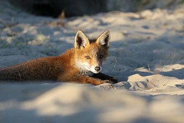 fox by Margaretha Gerritsen