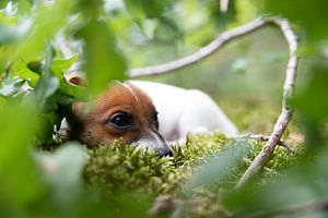 Jack Russell Terriër puppy in het bos. van Simon Peeters
