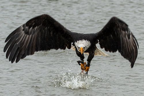 Amerikaanse zeearend in de aanval