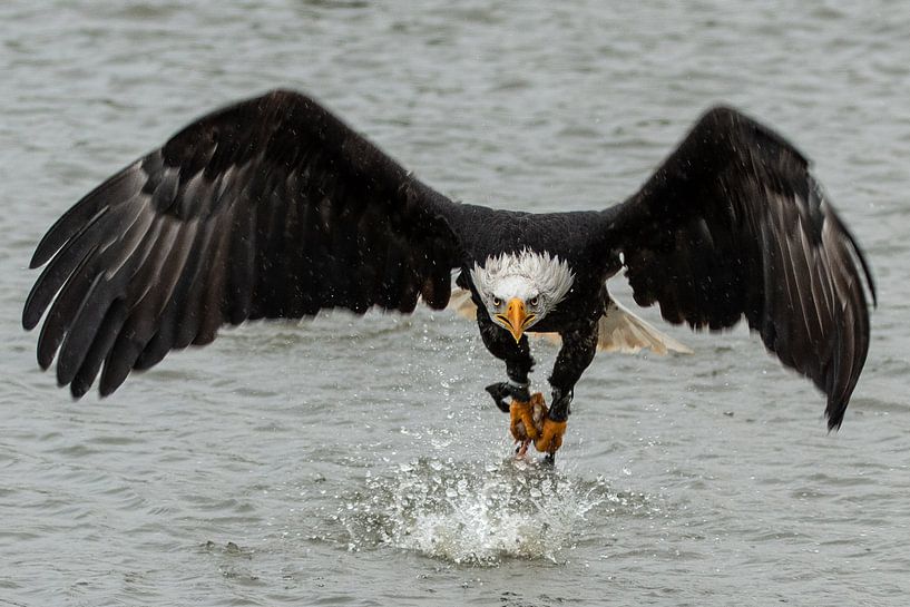 Amerikanischer Seeadler beim Angriff von Arie Jan van Termeij