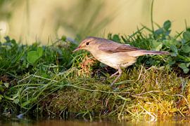 Marsh warbler (Acrocephalus palustris)
