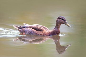 Female mallard duck swimming on pond with reflection by Mario Plechaty Photography