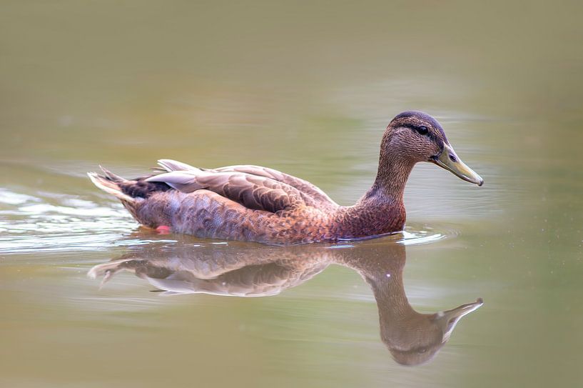 Weibliche Stockente schwimmt auf einem Teich mit Reflektion von Mario Plechaty Photography