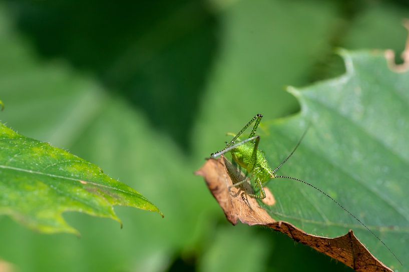 Grillon vert sur une feuille par Mickéle Godderis