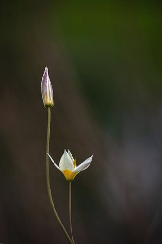 amana edulis