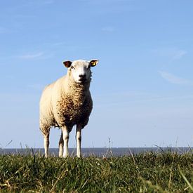 Schafe mit dem Wattenmeer im Hintergrund von Ronald Pieterman