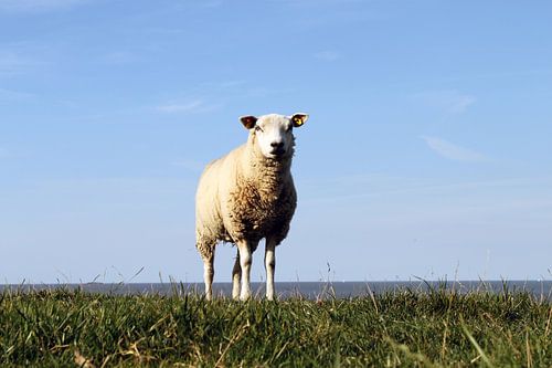 Schaap met de waddenzee op de achtergrond