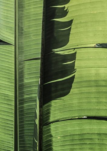 Tropical Banana Leaves