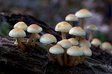Gros plan d'un groupe de champignons le chapeau à frange pâle cette espèce est assez commune en automne Gymnopilus junonius un champignon de la famille des Hymenogastraceae, cette espèce est assez commune en automne sur W J Kok