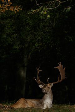 Fallow deer in a spotlight  by Menno Schaefer