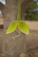Bloem Baobab
