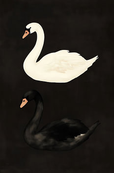 Swan Contrast Pair
