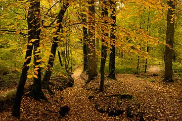 Herbstlandschaft Bekendelle bei Winterswijk von Marianne van der Zee