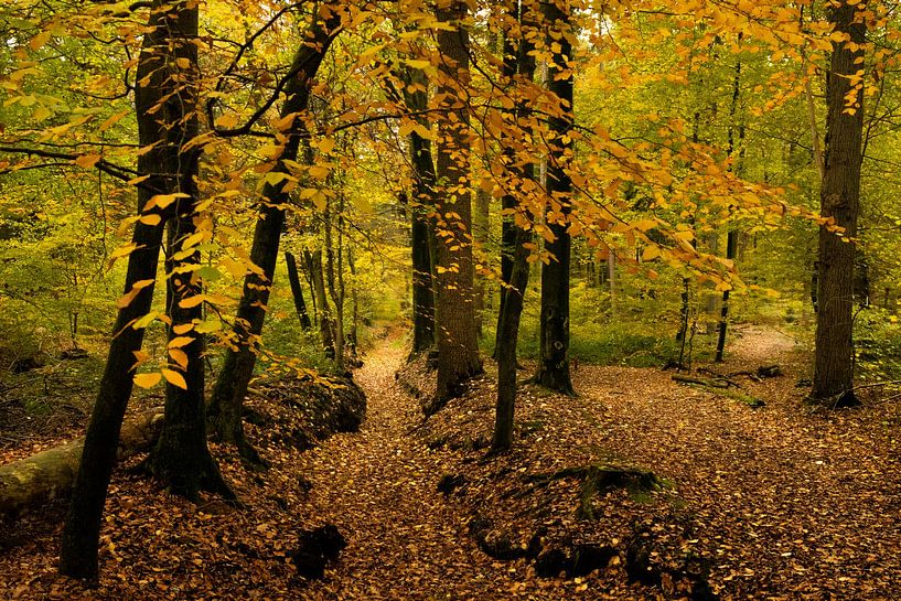 Autumn Landscape Bekendelle near Winterswijk by Marianne van der Zee
