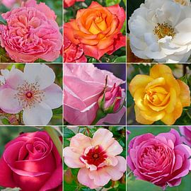 Rosenreigen von christine b-b müller