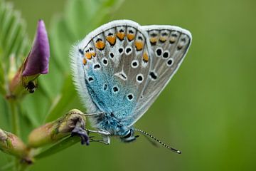 blauer Schmetterling von Jo Beerens