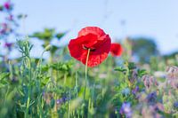 Wilde Zomer Bloemen in een veld bij Gewande 09