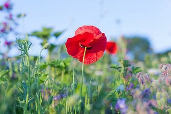 Wilde Bloemen Foto Canvas – Klaproos Zomerbloemen Wanddecoratie 09