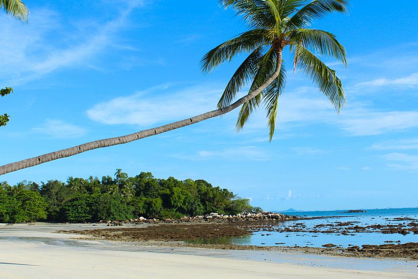 Palmtree by Jellie van Althuis