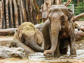 Drie olifanten spelen in plas water van Frank Hoekzema