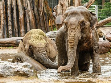 Drie olifanten spelen in plas water van Frank Hoekzema