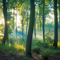 Licht in het beukenbos