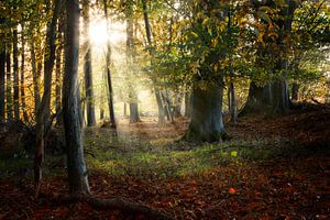 schöner alter Wald im Herbst mit Sonnenstrahlen, Naturhintergrund, ausgewählter Schwerpunkt