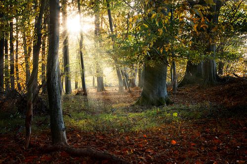 beautiful old forest in autumn with sunrays, nature background, selected focus