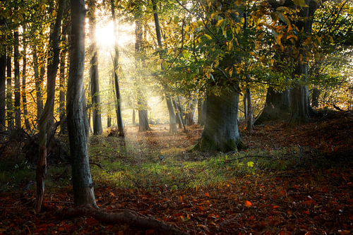 schöner alter Wald im Herbst mit Sonnenstrahlen, Naturhintergrund, ausgewählter Schwerpunkt