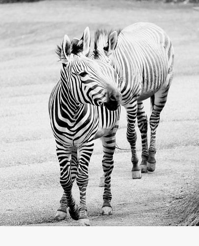 zwei Zebra-'s hintereinander