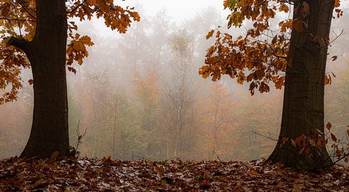 Herfstkleuren palet
