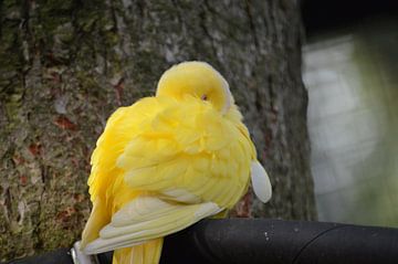 Elegant vogeltje van Dennis Mullenders