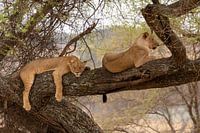 The Lion sleeps tonight