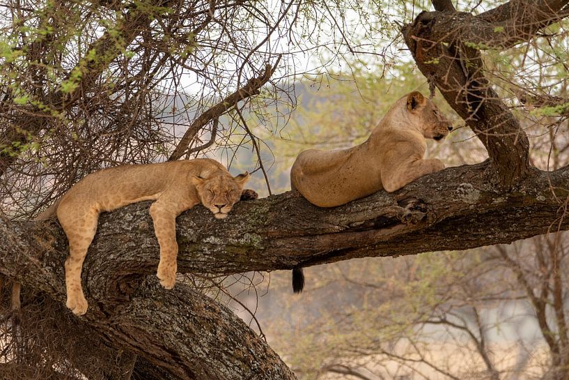 The Lion sleeps tonight van Sjaak Kooijman