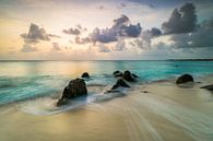 Gopher et rochers noirs sur la plage d'Arashi à Aruba par Arthur Puls Photography Aperçu