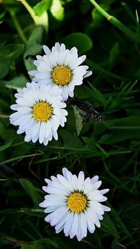 Des pâquerettes blanches au printemps