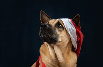 Dog for Christmas by Ulrike Leone