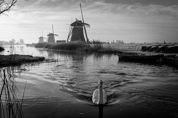 Cygne nageant dans un ruisseau dans un paysage d'hiver en noir et blanc sur iPics Photography