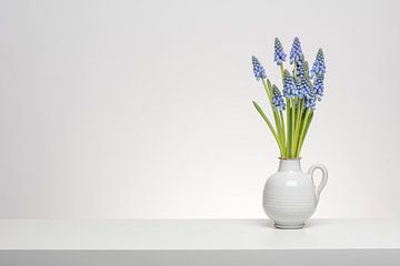 Blauwe druifjes