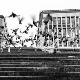 Les pigeons chez Mosea Forum Maastricht sur Evert Jan Luchies