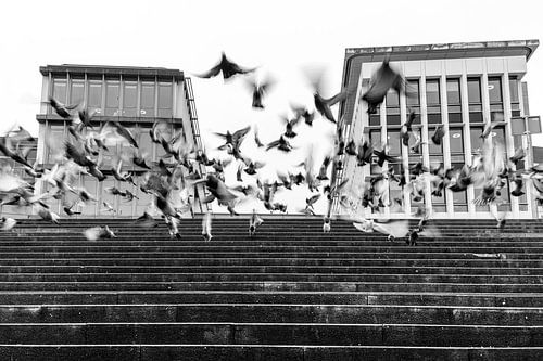 Pigeons at Mosea Forum Maastricht by Evert Jan Luchies