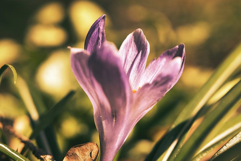 Fleur de crocus éclairée par la lumière du soleil par Martin Köbsch