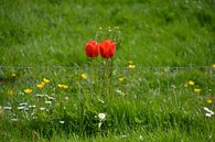 Les tulipes rendent plus joli le fil barbelé. sur FotoGraaG Hanneke Aperçu