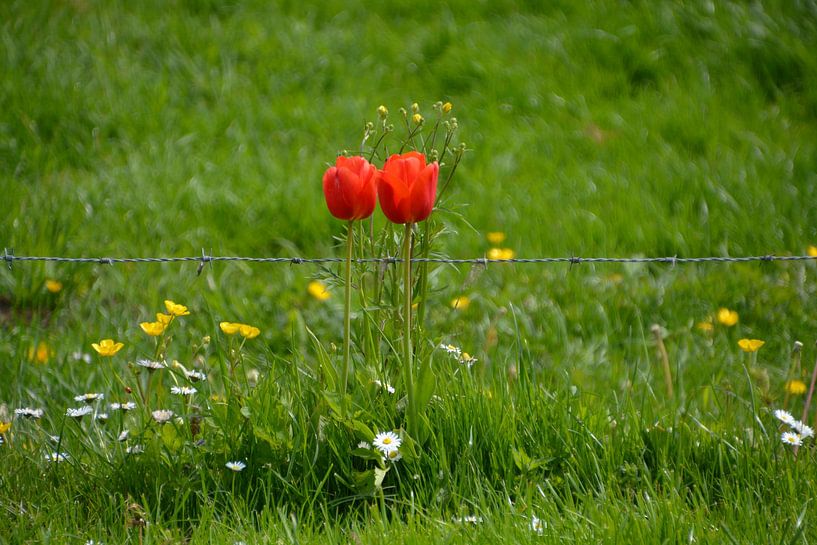 Les tulipes rendent plus joli le fil barbelé. sur FotoGraaG Hanneke